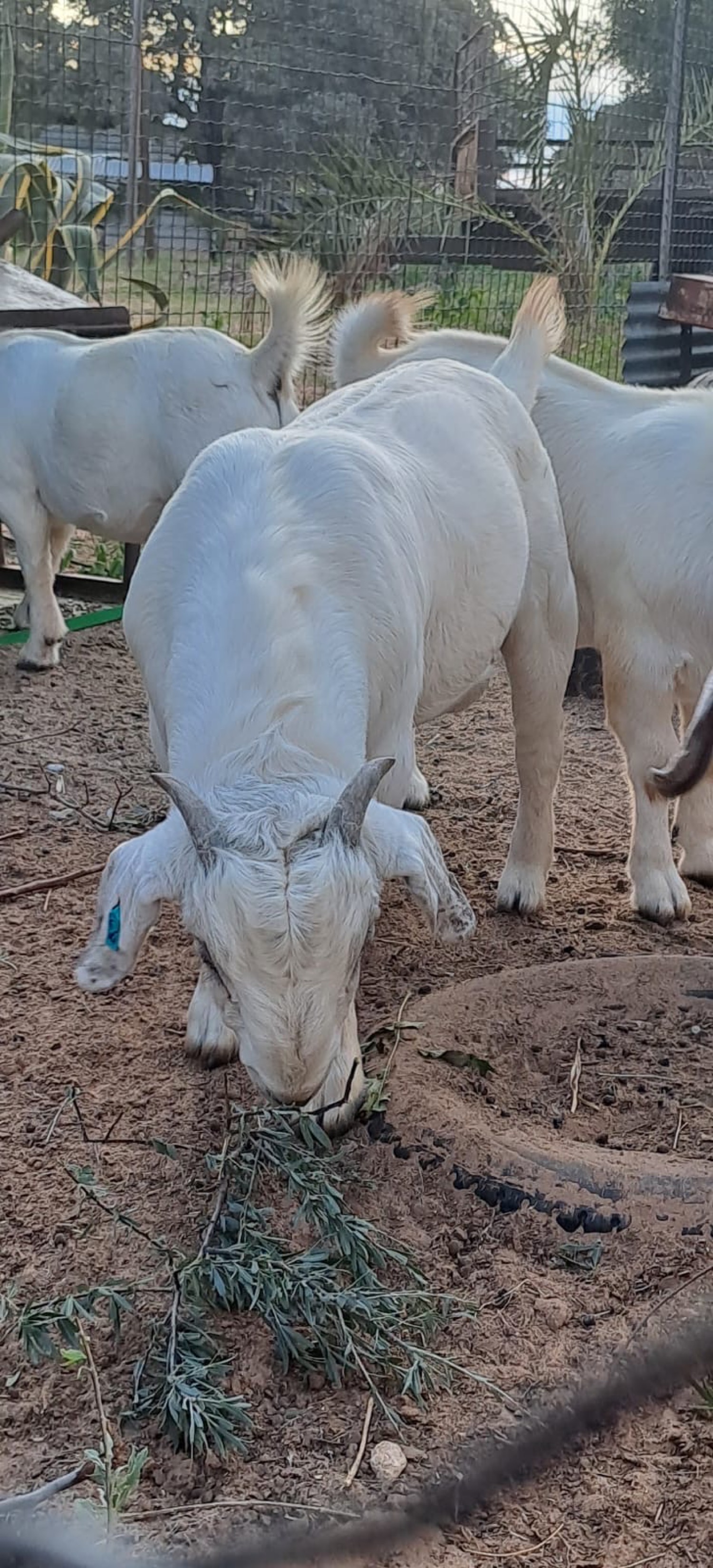 Rammetjie
